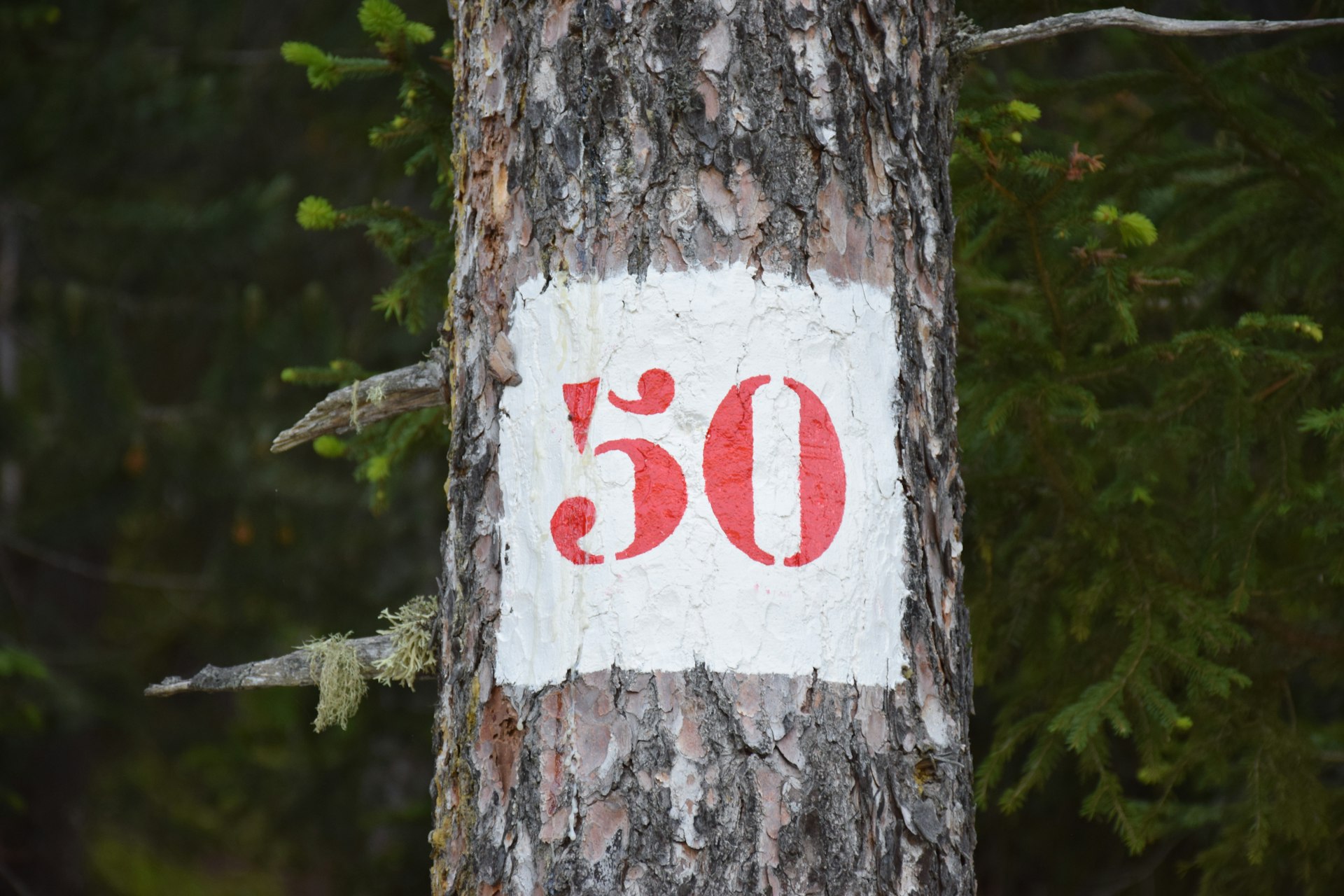a close up of a tree with a sign on it